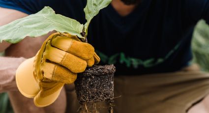 Reciclaje: Prepara una maceta con solo una botella de los residuos