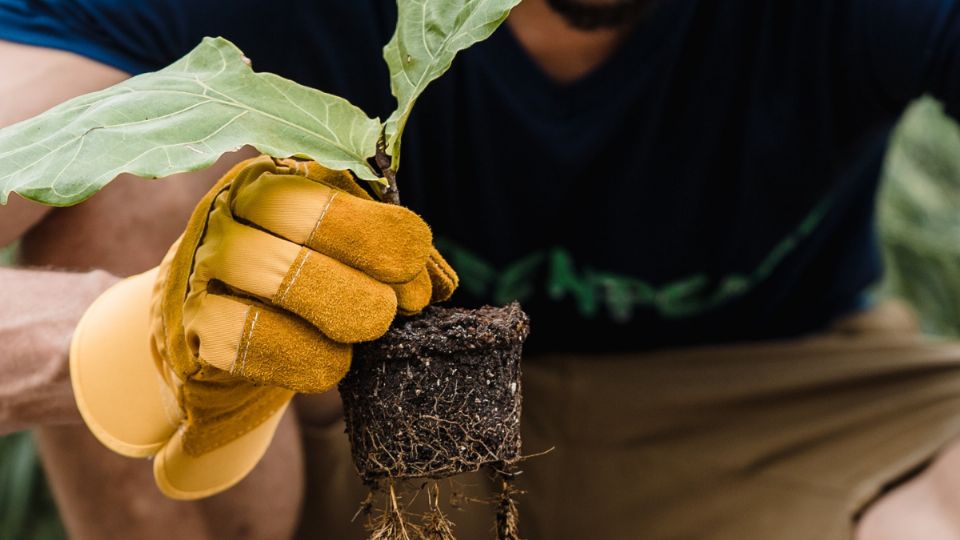 Las plantas siempre son importantes para decorar el hogar.