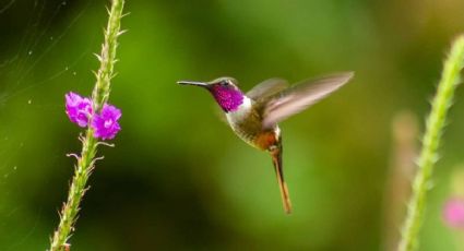 Curiosidades que hay que conocer de los hermosos colibríes