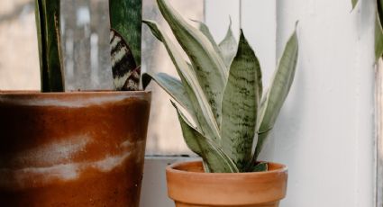 El truco de jardinería definitivo para cuidar tu lengua de suegra