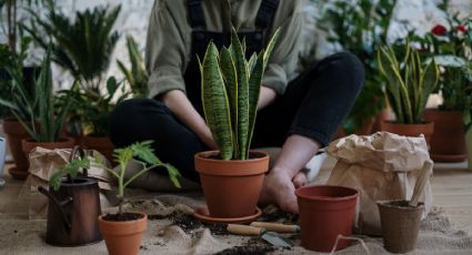 Las 3 plantas de interior favoritas de los decoradores