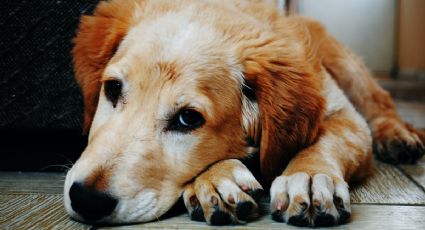 3 señales que indican que un perro está triste