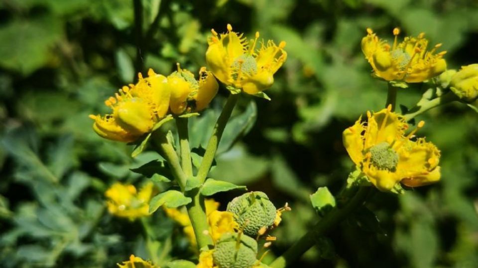 Las flores de la ruda tienen una importante historia terapéutica.