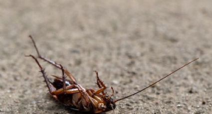 Solo con un ingrediente de la cocina, dile adiós a los insectos y las plagas