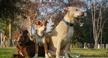 Aprende a reconocer las formas con las que tu perro te demuestra cariño