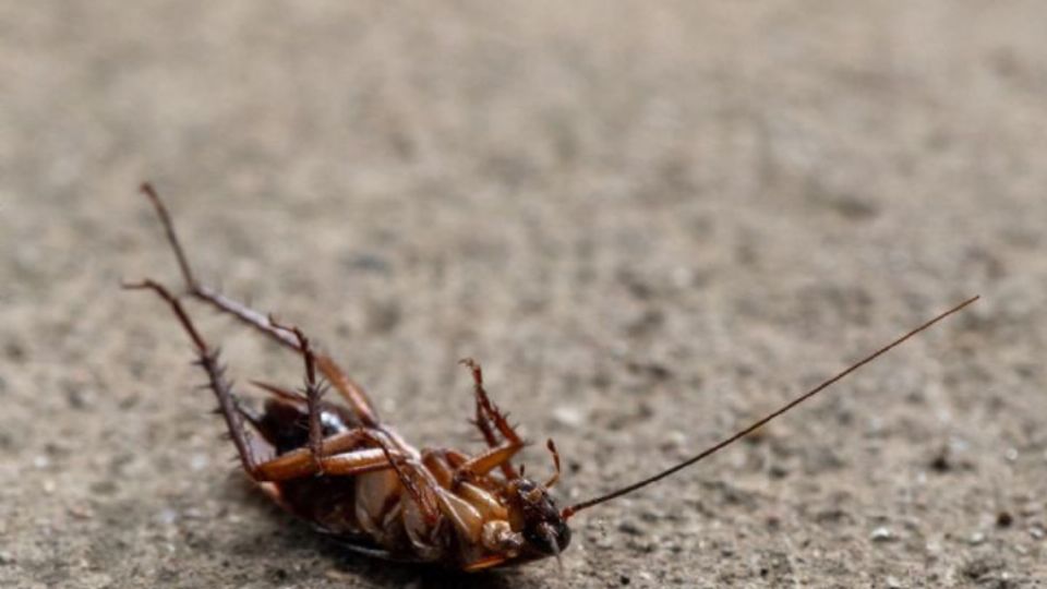 Elimina para siempre las cucarachas, insectos y plagas en general muy fácilmente.