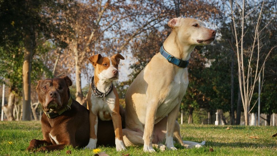 Los perros tienen maneras muy diversas de expresar cariño a sus dueños.