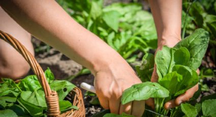 Este es el vegetal que te ayudará reducir la cintura