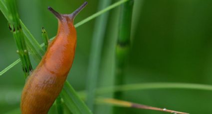 Este es el truco para eliminar las babosas del jardín