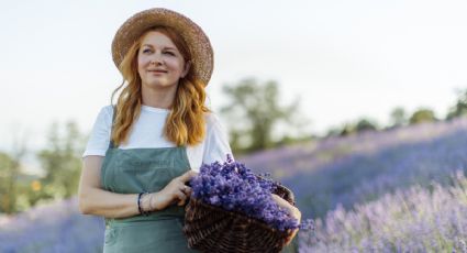 El secreto de jardinería para tener un parque lleno de lavanda