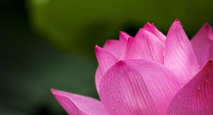 Estos son los beneficios de aplicar agua de rosas en la piel