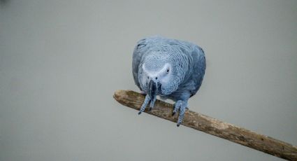 La historia del loro británico que desapareció y volvió hablando español