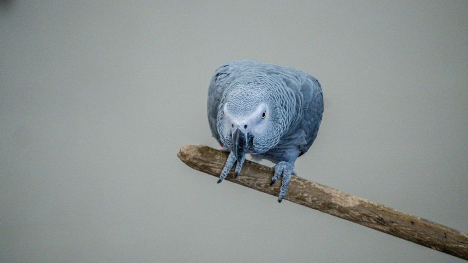 Nigel, es un loro que estuvo desaparecido por muchos años.