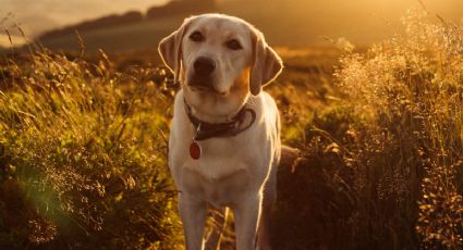 Estas son las razas de perros más divertidas y alegres