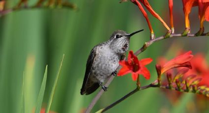 Respira profundo antes de conocer las flores que atraerán colibríes a tu jardín