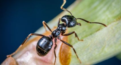 3 trucos naturales para ahuyentar a las hormigas de tu jardín