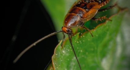 Esta es la peligrosa enfermedad respiratoria que causarán las cucarachas