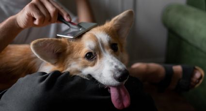 3 trucos para evitar la caída del pelo de tu perro