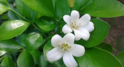 Conoce la planta medicinal para teñirte el cabello y ocultar tus canas