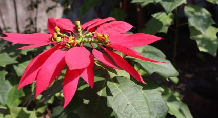 Este es el truco de jardinería para reproducir la flor de nochebuena