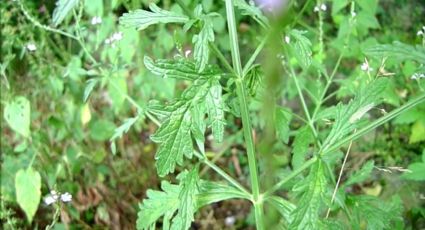 Esta es la planta que te ayudará a reducir el dolor de cabeza