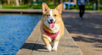 Así ven los colores los perros, según la ciencia