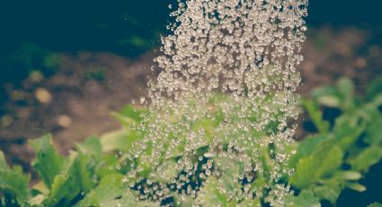 Estos son los beneficios del vinagre para el jardín y huerto urbano