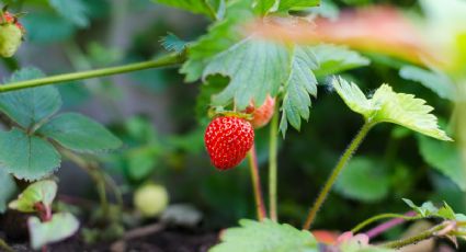 Calendario de siembra: qué puedo plantar en diciembre en el jardín y huerto urbano