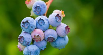 Esta es la fruta que te ayudará a reducir los triglicéridos