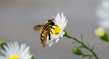 Conoce por qué las abejas obreras nos ayudarán a mejorar la memoria