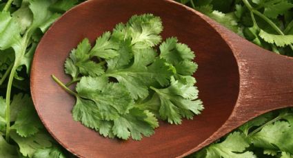 Así podrás cultivar cilantro en tu jardín