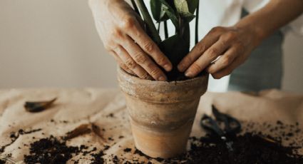 El abono casero con huevo y café que le dará vida a tu árbol frutal