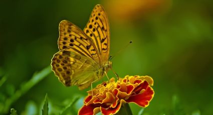 3 plantas trepadoras que atraen mariposas y decoran tu jardín