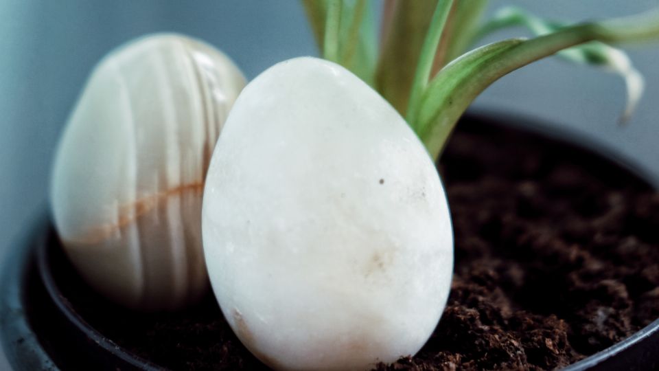 Los huevos son claves para hacer crecer las plantas.