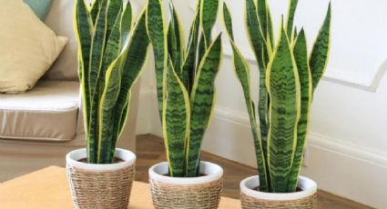 Este es el secreto de jardinería para hacer crecer tu sansevieria con cacao amargo