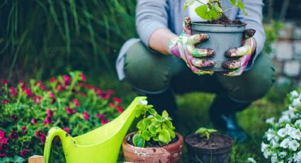 Estos son los fertilizantes que ayudarán en el crecimiento de tus plantas