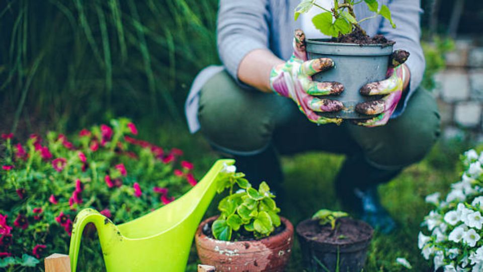 Estos son los fertilizantes que ayudarán en el crecimiento de tus plantas