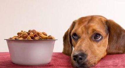 Estas son las comidas que tu perro jamás deberá probar