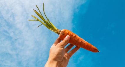 Conoce el secreto para que la zanahoria y el apio te duren más tiempo en la nevera