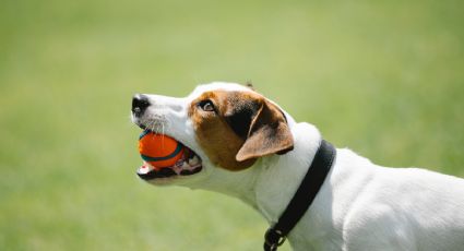 Esta es la razón por la que nuestro perro oculta objetos