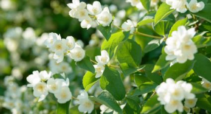 El abono ‘milagroso’ que hará que tus plantas tengan flores en otoño