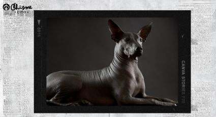 Día de Muertos: Conoce al Xoloitzcuintle, el perro que acompaña a las almas en el Mictlán