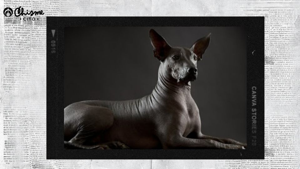 El Xoloitzcuintle es una figura sumamente importante en el Día de Muertos.