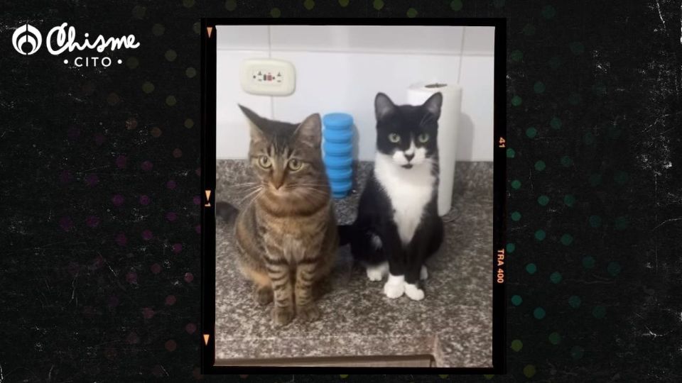 Estos gatitos son muy obedientes.