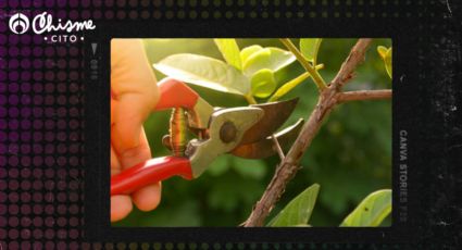 El secreto de jardinería para podar los árboles cítricos