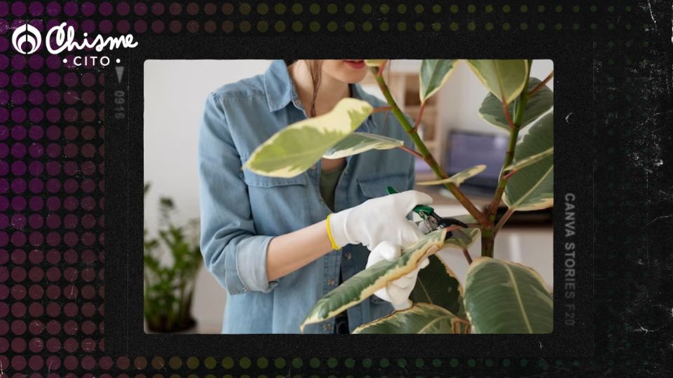 Las plantas amarillas tieien una relación directa con la abundancia.