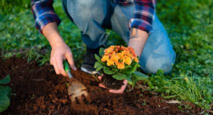 El superalimento que debes usar para regar tus plantas y que estallen de flores