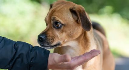 Perro distante: el verdadero motivo por el que tu mascota te rechaza