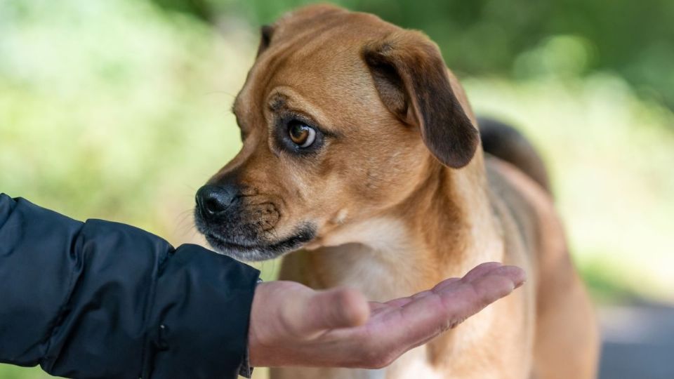 Conoce el verdadero motivo por el cual tu perro te rechaza.