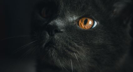 El significado verdadero de ver un gato negro